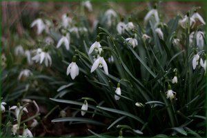 Schneeglöckchen 1.jpg