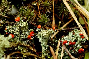 Blühende Flechte 1.JPG