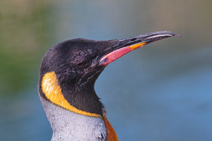 pinguin_02.jpg