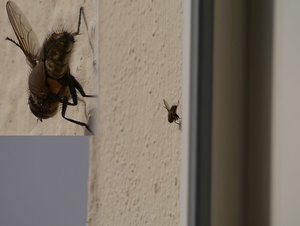 Fette Fliege aus 2m Distanz.jpg
