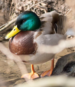 Enterich.jpg Enterich.jpg