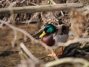 enterich10percent.jpg enterich10percent.jpg