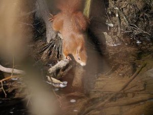 Eichhoernchen10percent.jpg Eichhoernchen10percent.jpg