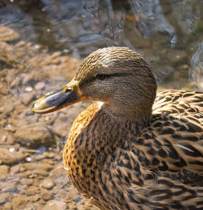 P1000641kleiner.jpg P1000641kleiner.jpg