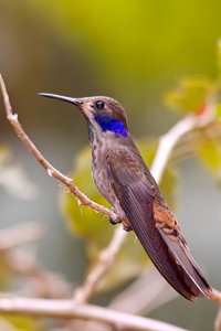 Kolibri-3.jpg Kolibri-3.jpg