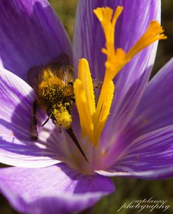 500Hummel an Krokus 2.jpg