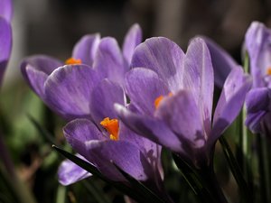 2012-03-16 Frühblüher 006.jpg
