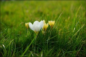 Krokus - DSC00280-1.jpg