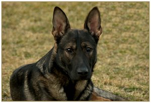 comp_Akecheta 11.jpg