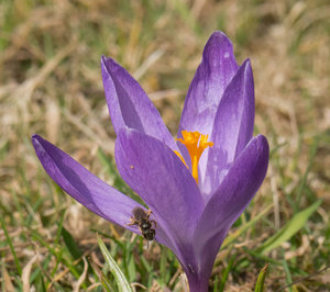 P1000638klein.jpg P1000638klein.jpg