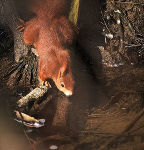 Eichhoernchen.jpg Eichhoernchen.jpg
