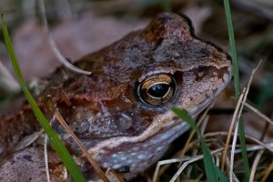 Mit den Augen eines Frosches.JPG