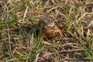 Doppeldecker (2) (Kopie).jpg