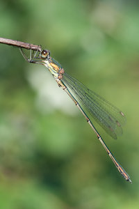 20110820-Libelle-VR2_4313.jpg 20110820-Libelle-VR2_4313.jpg