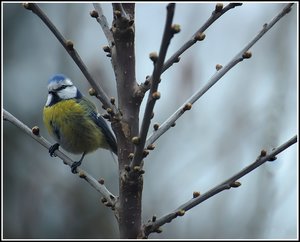 Spatzen und Meisen 500 kbfreihändige Meisen.jpg