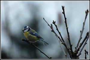 Spatzen und Meisen 500 kbfreihändige Meise 4.jpg