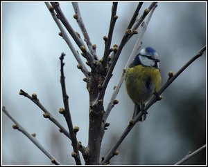 Spatzen und Meisen 500 kbfreihändige Meis3.jpg