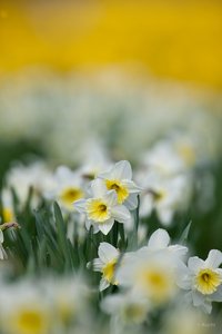 comp -12001_KU9372.jpg