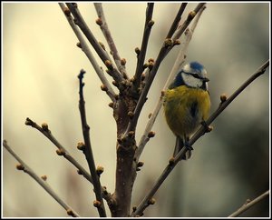 freihändige Meisen wärmer 500 kbfreihändige Meis3.jpg wärmer.jpg