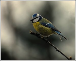 freihändige Meisen wärmer 500 kbfreihändige Meise 4 wärmer ausgeschnitten.jpg