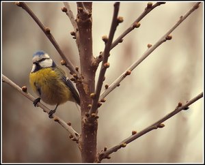 freihändige Meisen wärmer 500 kbfreihändige Meisen wärmer.jpg