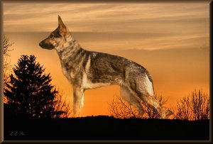 comp_Onatah Stand.jpg