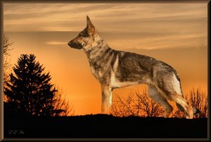 comp_Onatah Stand.jpg