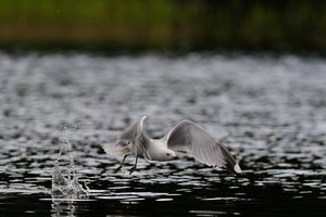 moewe1.jpg moewe1.jpg