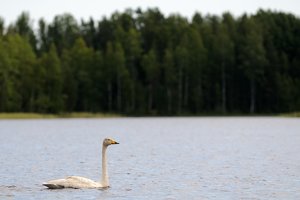 singschwan.jpg singschwan.jpg