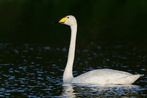 singschwan2.jpg singschwan2.jpg