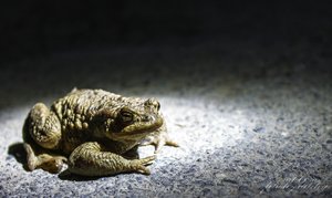 500Kröte.jpg 500Kröte.jpg