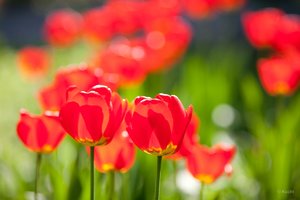 comp -12001_KU1026.jpg