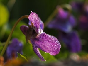 2012-03-25 Garten 038.jpg