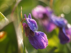 2012-03-25 Garten 077b.jpg