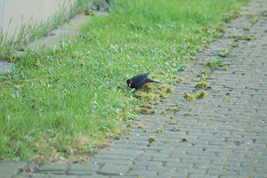 amsel2.JPG amsel2.JPG