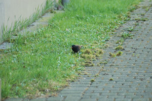 amsel4.JPG amsel4.JPG