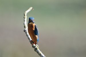 301_5371.jpg 301_5371.jpg