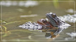 comp__RHS2586BB 01.jpg