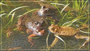 comp__RHS2829BB 04.jpg