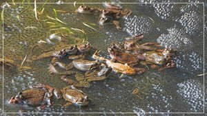 comp__RHS2922BB 05.jpg