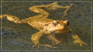 comp__RHS2964BB 06.jpg