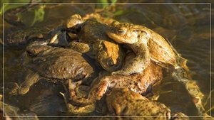 comp__RHS3202BB 07.jpg