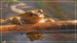 comp__RHS3323BB 08.jpg