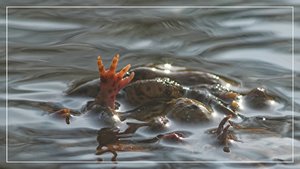 comp__RHS3423BB 010.jpg