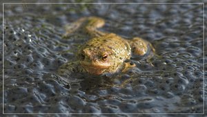 comp__RHS3456BB 011.jpg