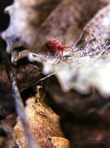 500Rote SamtmilbeII.jpg 500Rote SamtmilbeII.jpg