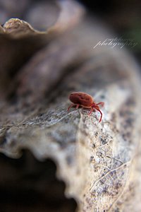 500Rote SamtmilbeIII.jpg 500Rote SamtmilbeIII.jpg