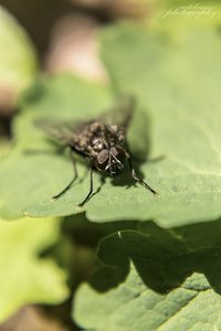 500Fliege_2012_03.jpg 500Fliege_2012_03.jpg