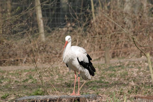 Storch.jpg