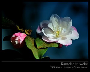 Kamelie weiss.jpg